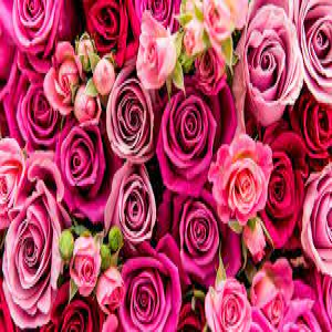 ایده های هدیه روز ولنتاین: گلهای عالی برای ارسال به دوستانتان